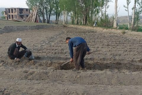 کشت کچالو با روش های سنتی در بهسود