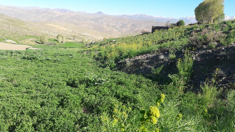 نمای از طبیعت بهار مناطق از ولسوالی مرکز بهسود