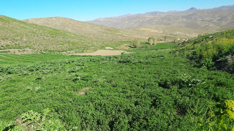 نمای از طبیعت بهار مناطق از ولسوالی مرکز بهسود