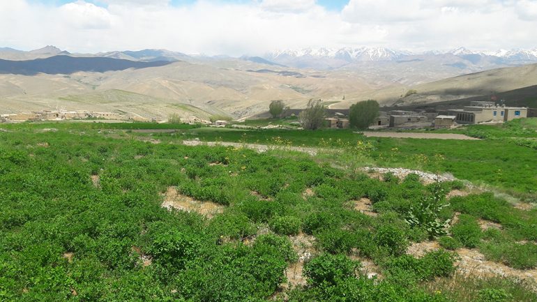 نمای از طبیعت بهار مناطق از ولسوالی مرکز بهسود