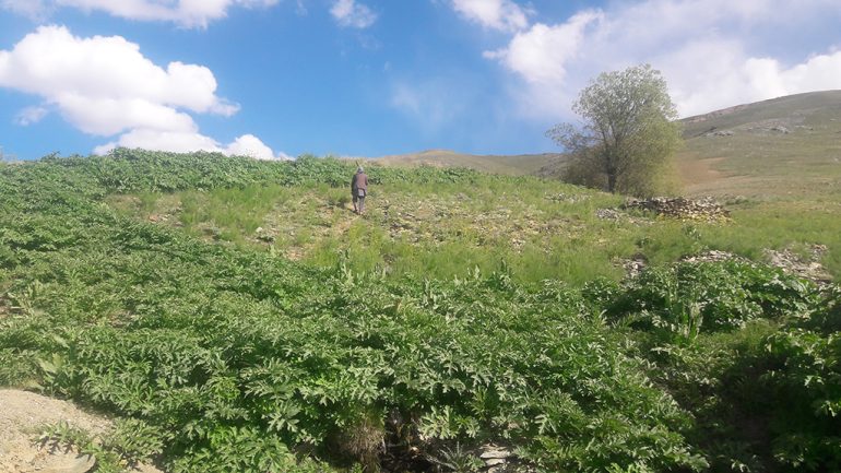 نمای از طبیعت بهار مناطق از ولسوالی مرکز بهسود