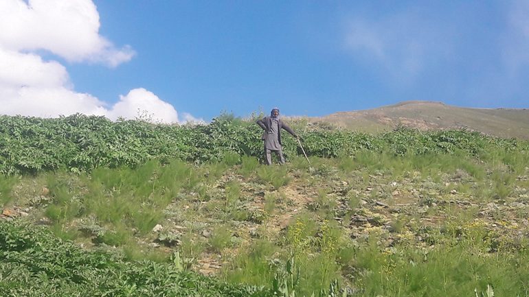 نمای از طبیعت بهار مناطق از ولسوالی مرکز بهسود