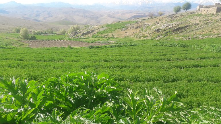 نمای از طبیعت بهار مناطق از ولسوالی مرکز بهسود