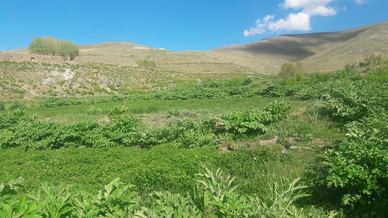 نمای از طبیعت بهار مناطق از ولسوالی مرکز بهسود
