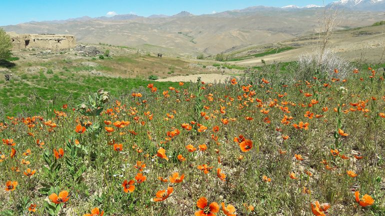 نمای از طبیعت بهار مناطق از ولسوالی مرکز بهسود