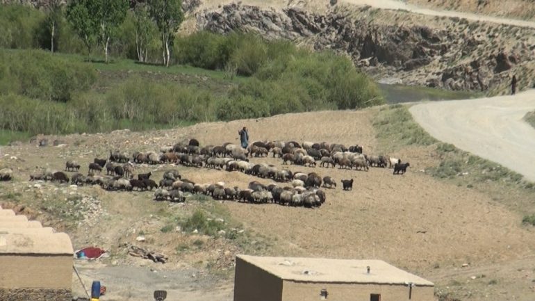 حضور سنگین کوچی ها در بهسود