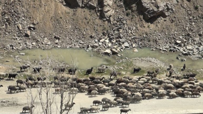 حضور سنگین کوچی ها در بهسود