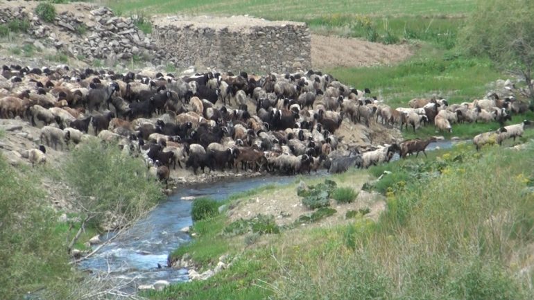 حضور سنگین کوچی ها در بهسود