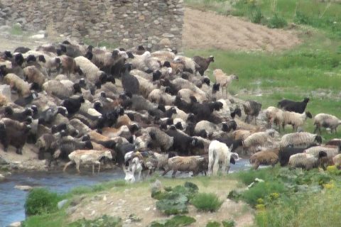 حضور سنگین کوچی ها در بهسود
