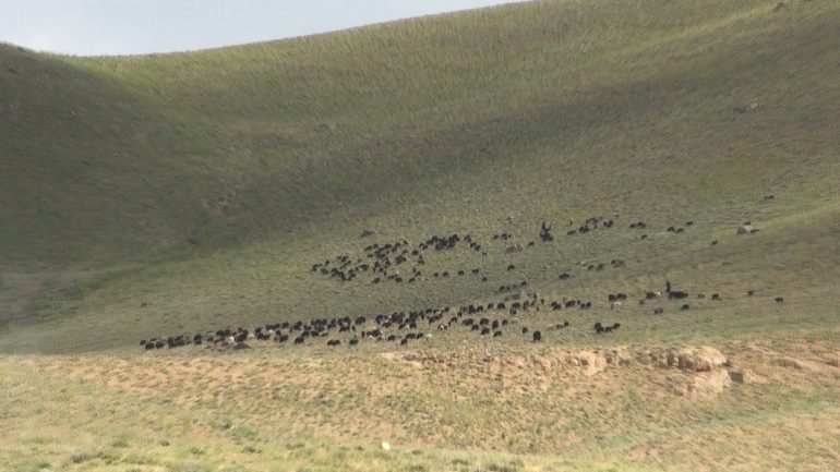 حضور سنگین کوچی ها در بهسود