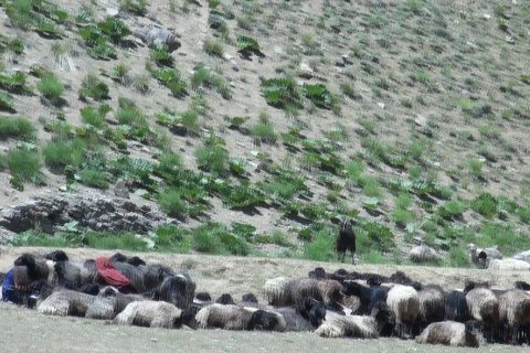 کوچی‌ها: پیوستار تاریخی خصوصی‌سازی سلطه و بهره‌کشی