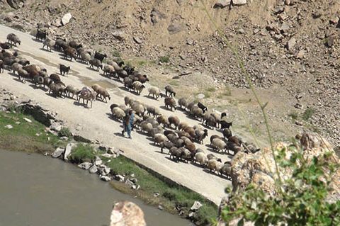 بحران کوچیگری