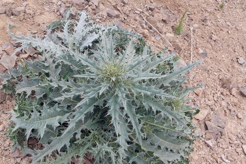 خارشتر