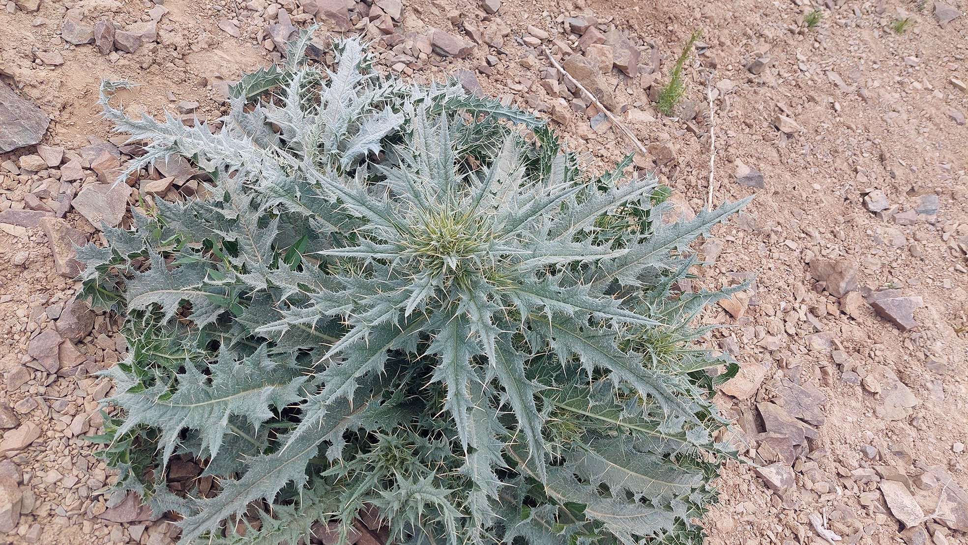 خارشتر