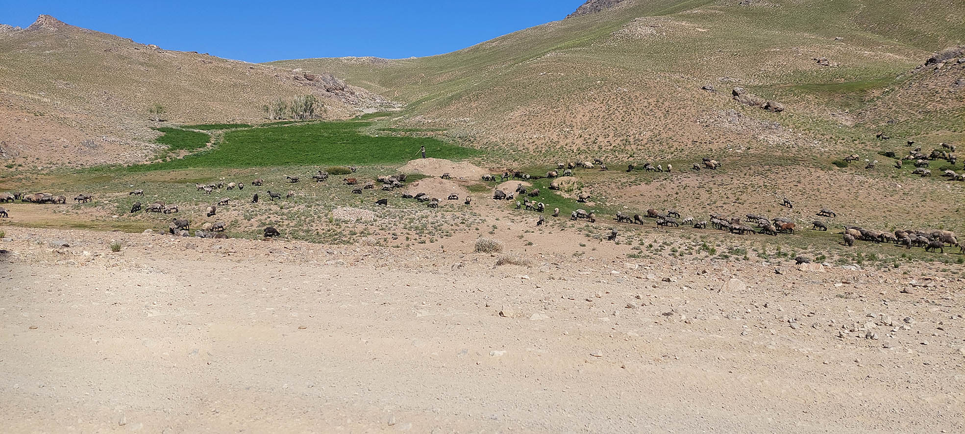کوچی ها در بهسود