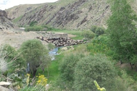 جنایات کوچی‌ها در بهسود؛ فریاد خاموش مردم ده‌نشین