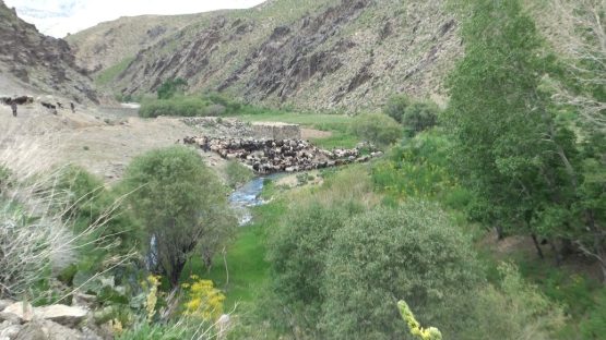 جنایات کوچی‌ها در بهسود؛ فریاد خاموش مردم ده‌نشین