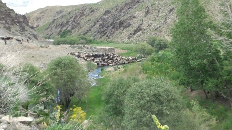 جنایات کوچی‌ها در بهسود؛ فریاد خاموش مردم ده‌نشین