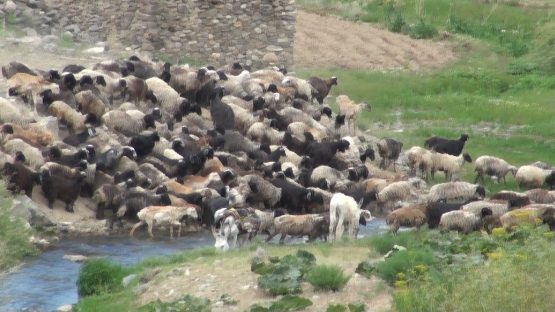 بهسود در چپاول، غارت و فتنه‌ی کوچی‌ها