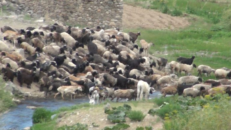 بهسود در چپاول، غارت و فتنه‌ی کوچی‌ها