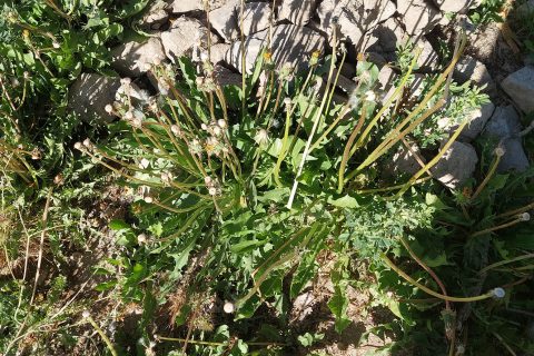 قَوّغَک یا قاصدک ((Dandelion و خواص دوایی آن