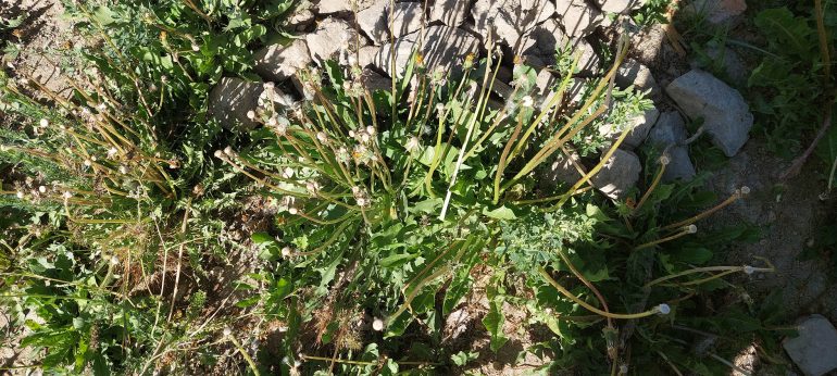 قَوّغَک یا قاصدک  ((Dandelion و خواص دوایی آن